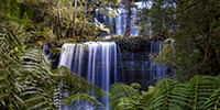 Rainforest and Water